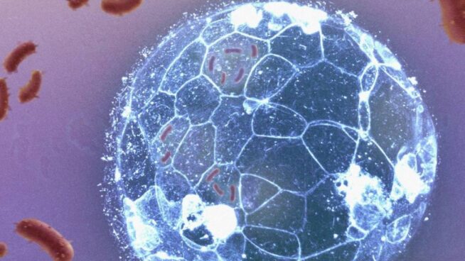 Los embriones pueden eliminar infecciones antes de formar su sistema inmunitario