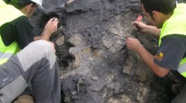 Aparece en Teruel el esqueleto más completo de una tortuga de hace 110 millones de años