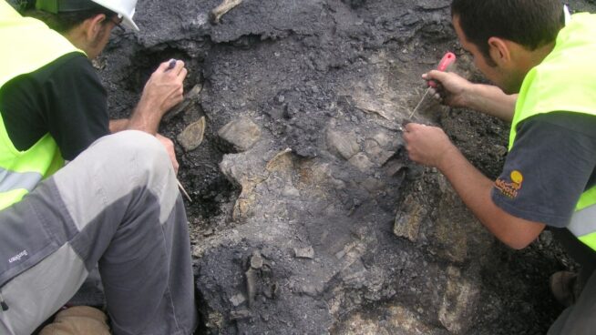 Aparece en Teruel el esqueleto más completo de una tortuga de hace 110 millones de años