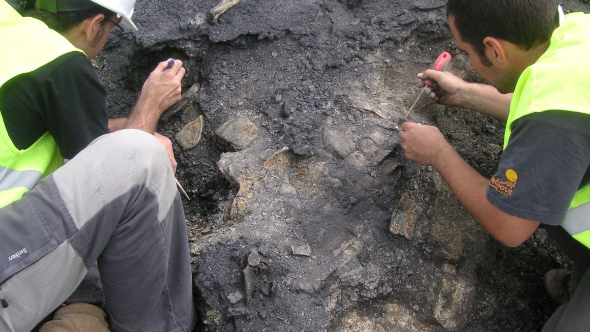 Aparece en Teruel el esqueleto más completo de una tortuga de hace 110 millones de años