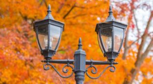 La luz artificial alarga el ciclo de crecimiento de las plantas en las zonas urbanas