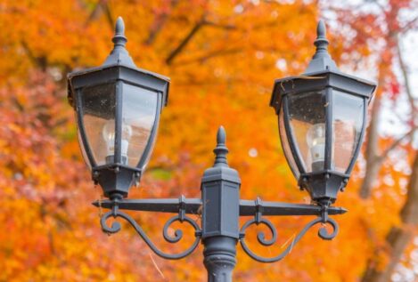 La luz artificial alarga el ciclo de crecimiento de las plantas en las zonas urbanas