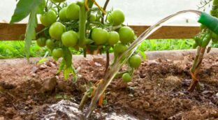 La clave para conservar los tomates lisos y jugosos está en cómo los riegas