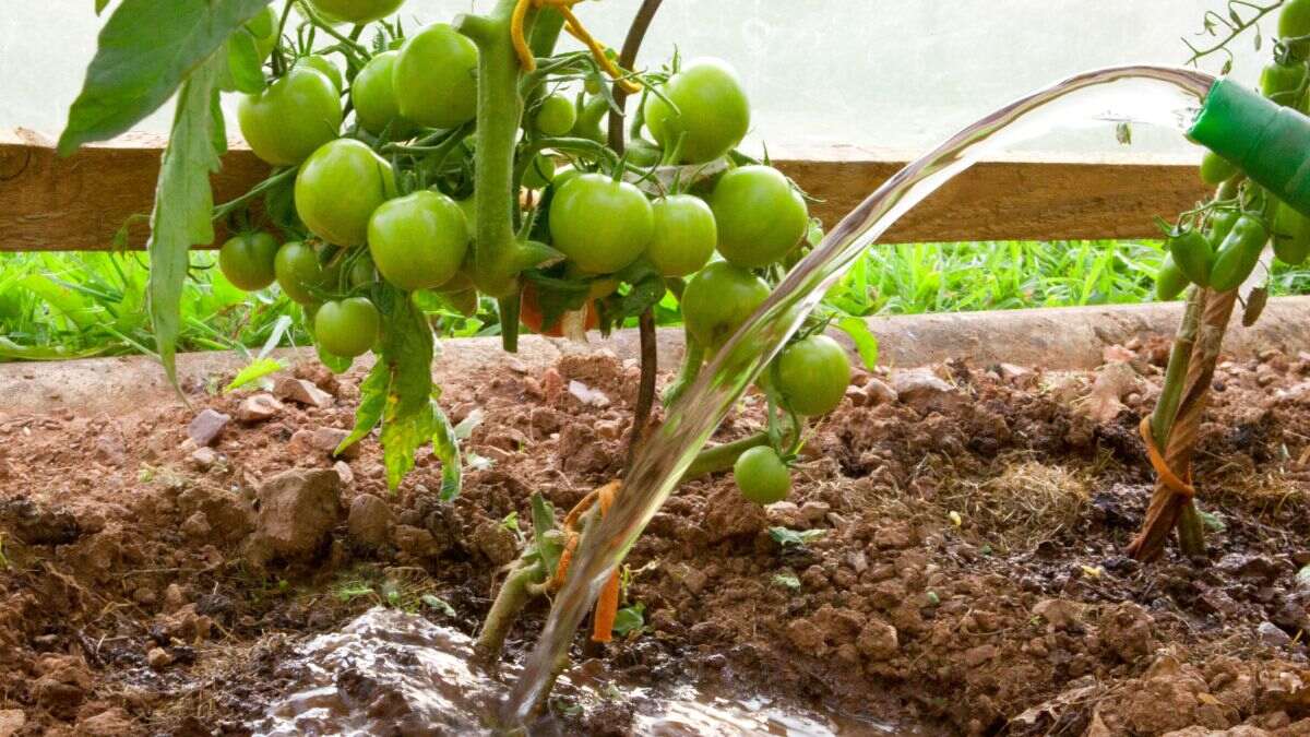 La clave para conservar los tomates lisos y jugosos está en cómo los riegas
