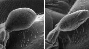 Así se genera el ala que permite a las moscas mantener el equilibrio en el aire