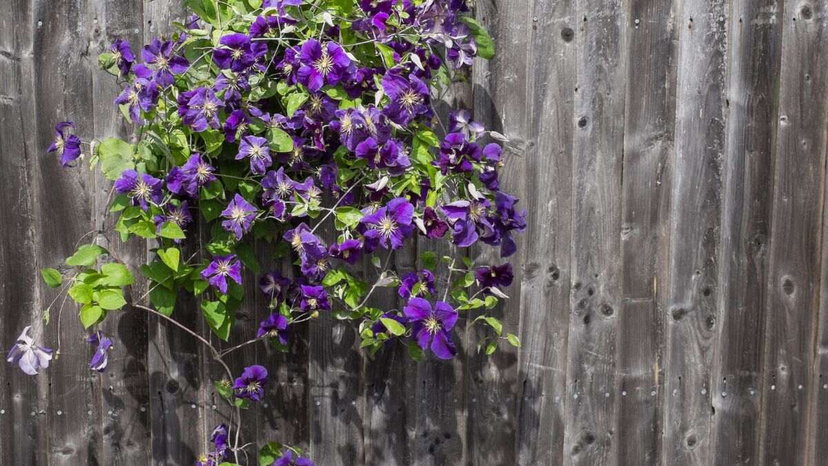 Parece una buganvilla, pero no lo es: la trepadora de una sola poda que aguanta el sol