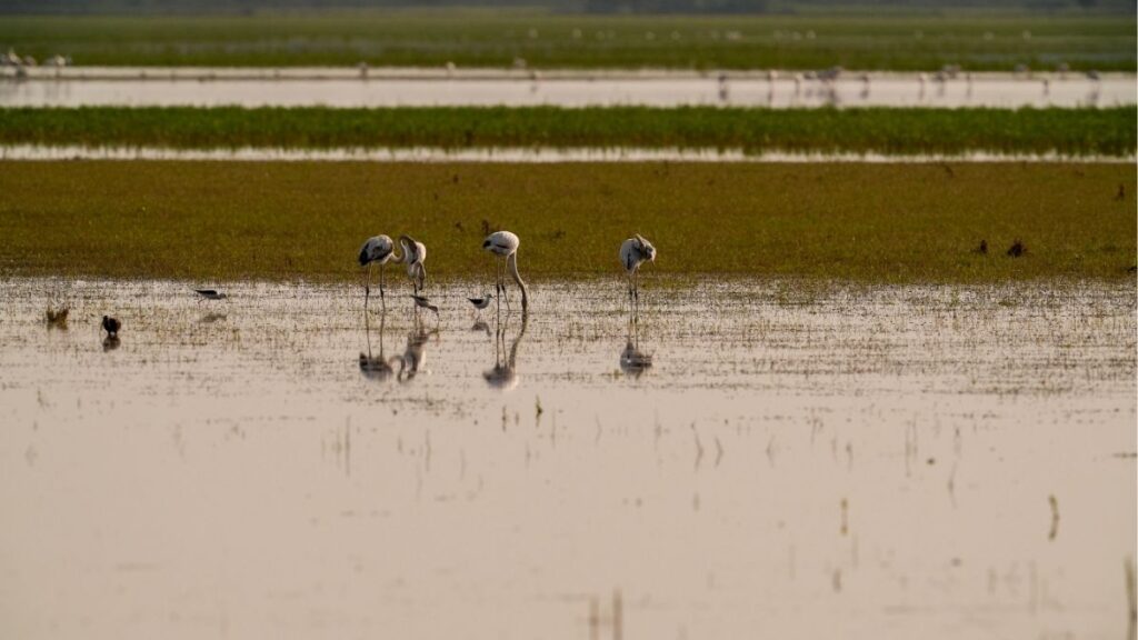 Urgen a líderes mundiales a actuar ante la pérdida de biodiversidad