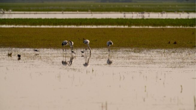 Urgen a líderes mundiales a actuar ante la pérdida de biodiversidad y la crisis climática
