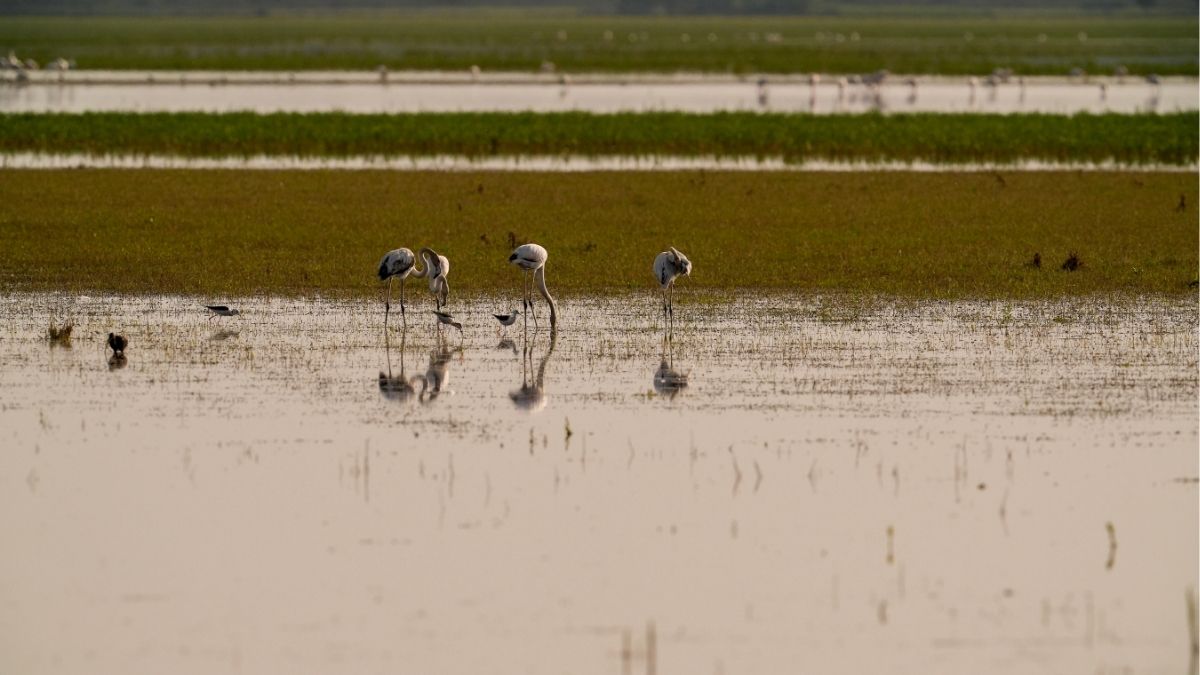 Urgen a líderes mundiales a actuar ante la pérdida de biodiversidad y la crisis climática