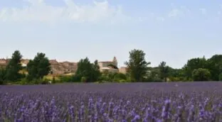 Escapada con encanto: lavanda y bodegas en estos dos pueblos poco conocidos de España