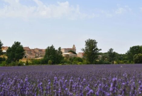 Escapada con encanto: lavanda y bodegas en estos dos pueblos poco conocidos de España