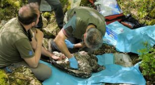 Nace un quebrantahuesos en el Moncayo de Soria tras más de cien años de ausencia