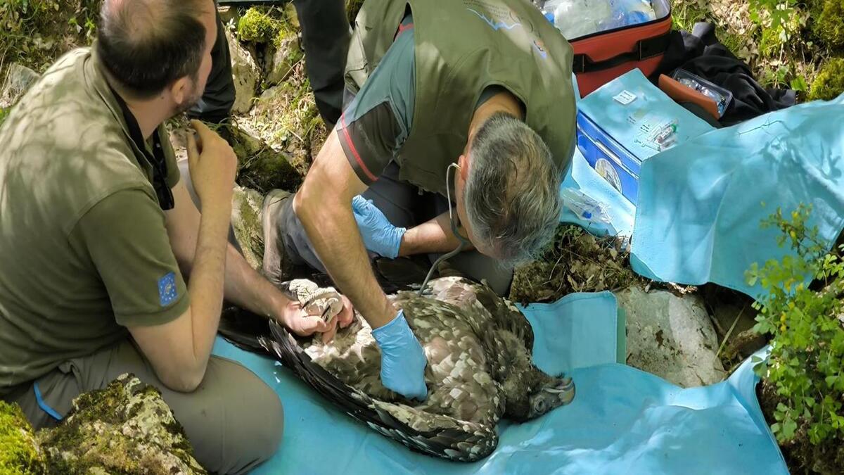 La Junta de Castilla y León confirma el nacimiento de un quebrantahuesos en el Moncayo soriano
