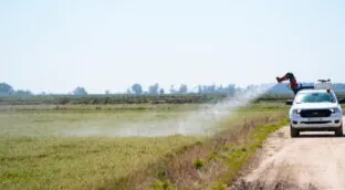 Temor a un repunte del virus del Nilo tras una primavera lluviosa y la llegada abrupta del calor