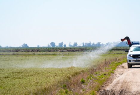 Temor a un repunte del virus del Nilo tras una primavera lluviosa y la llegada abrupta del calor