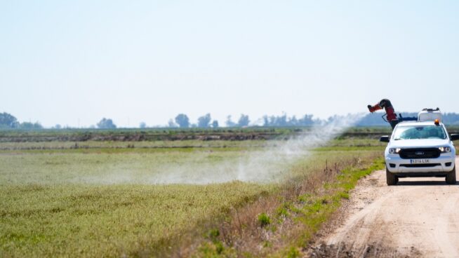 Temor a un repunte del virus del Nilo tras una primavera lluviosa y la llegada abrupta del calor