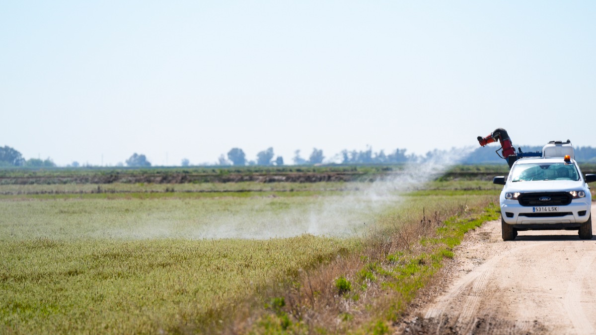 Temor a un repunte del virus del Nilo tras una primavera lluviosa y la llegada abrupta del calor
