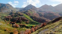 Los bosques con más diversidad son más estables frente el cambio climático