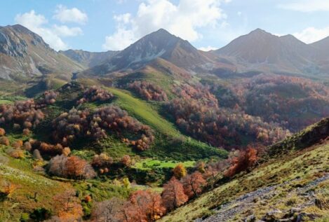 Los bosques con más diversidad son más estables frente el cambio climático