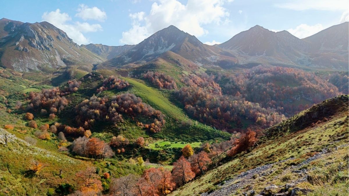 Los bosques con más diversidad son más estables frente el cambio climático