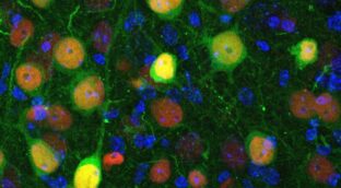 Descubren qué neuronas están implicadas en la ansiedad y el aislamiento social
