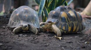 Las tortugas, un modelo para estudiar el envejecimiento y prevenir el cáncer
