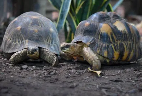Las tortugas, un modelo para estudiar el envejecimiento y prevenir el cáncer