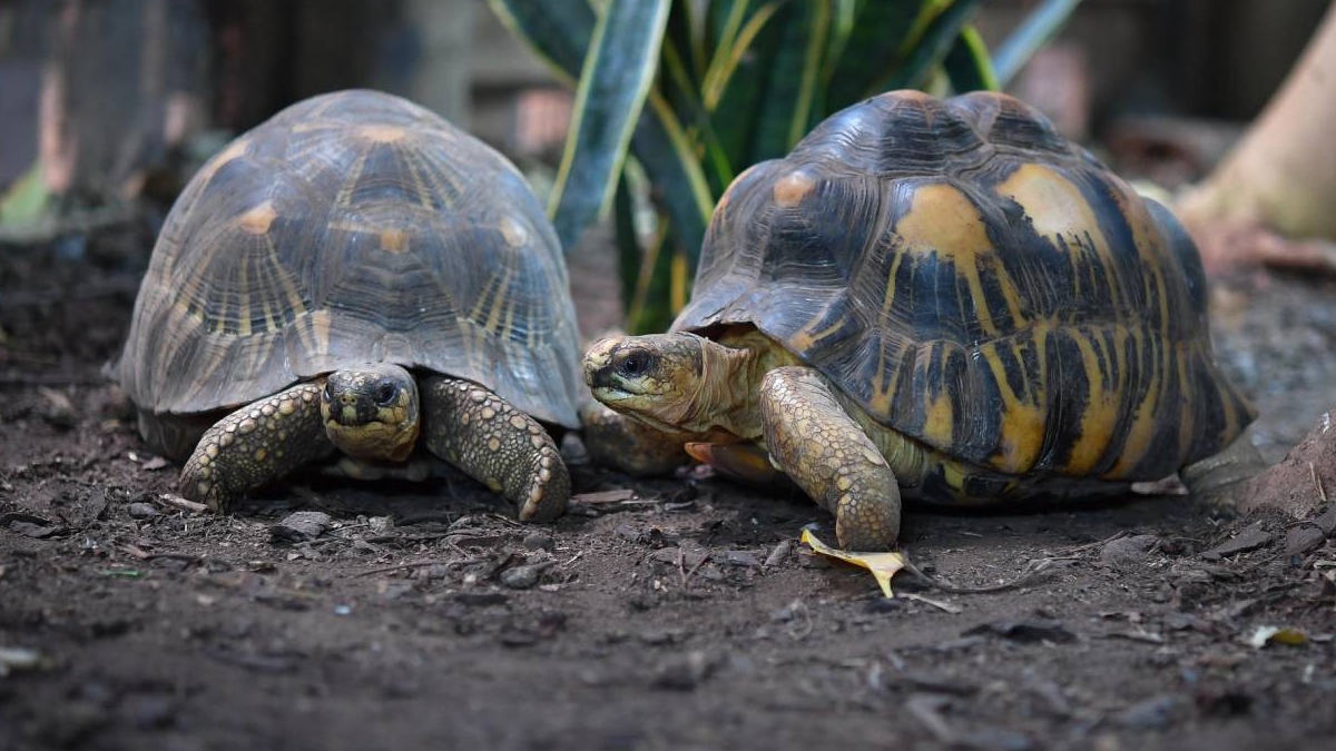 Las tortugas, un modelo para estudiar el envejecimiento y prevenir el cáncer