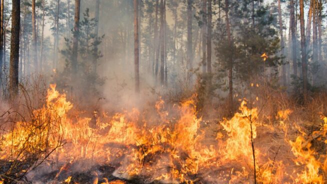 Incendios activos en España, hoy: situación crítica en Tarragona y Plasencia, alerta activa