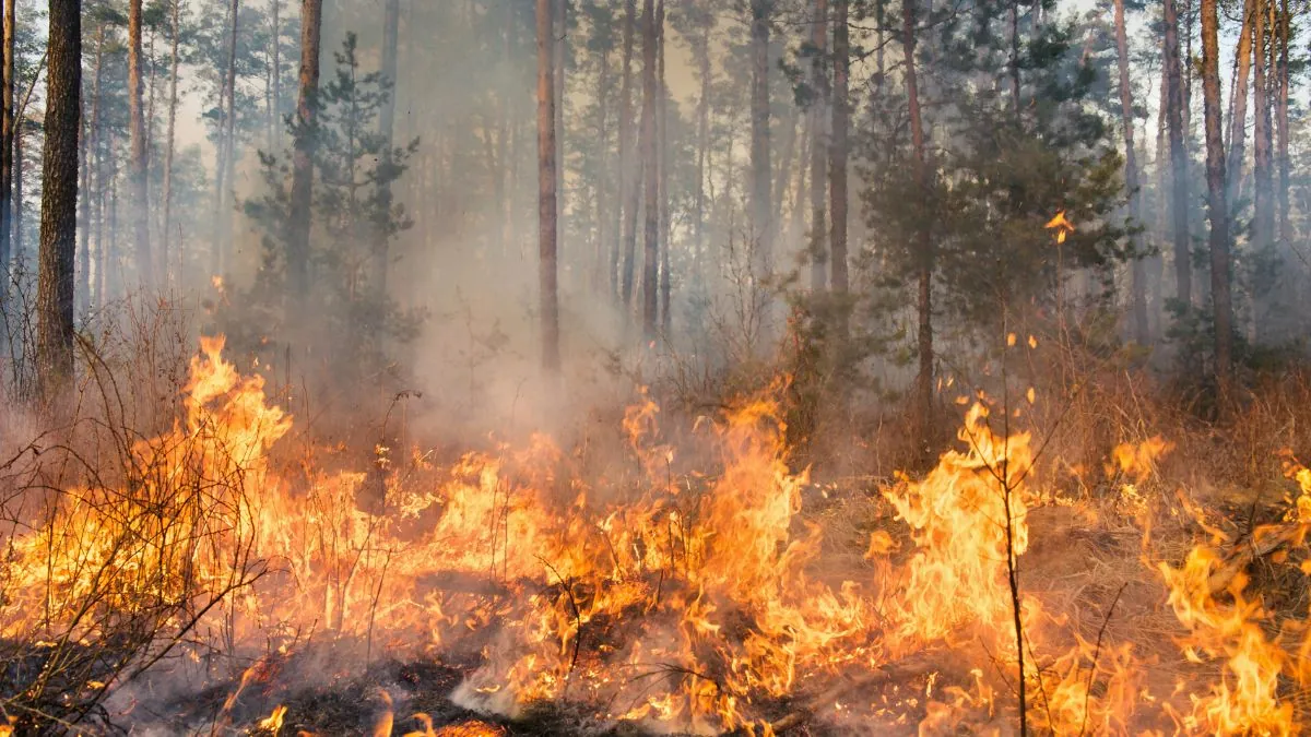 Incendios activos en España, hoy: situación crítica en Tarragona y Plasencia, alerta activa