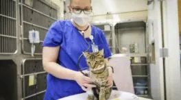 Lo que los gatos nos pueden enseñar sobre la covid persistente