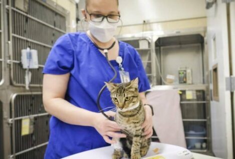 Lo que los gatos nos pueden enseñar sobre la covid persistente