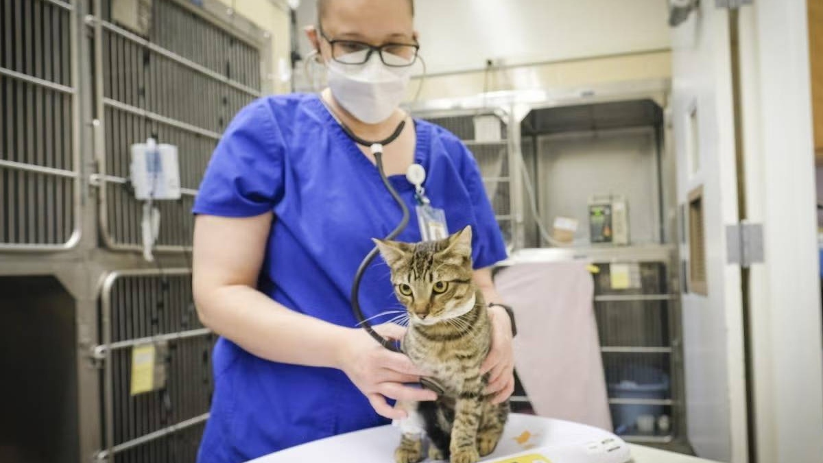 Lo que los gatos nos pueden enseñar sobre la covid persistente