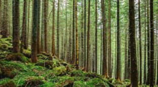 Los bosques europeos están perdiendo la capacidad de absorber carbono