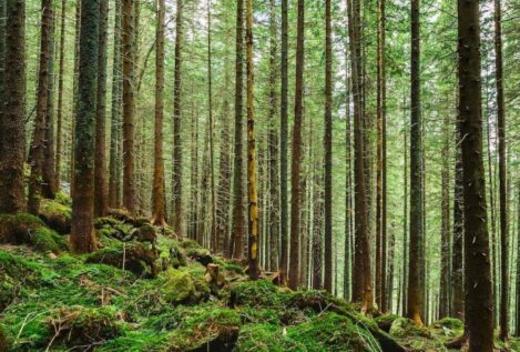Los bosques europeos están perdiendo la capacidad de absorber carbono