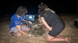 Tercer nido de tortuga boba de la temporada con 79 huevos en Elche, Alicante