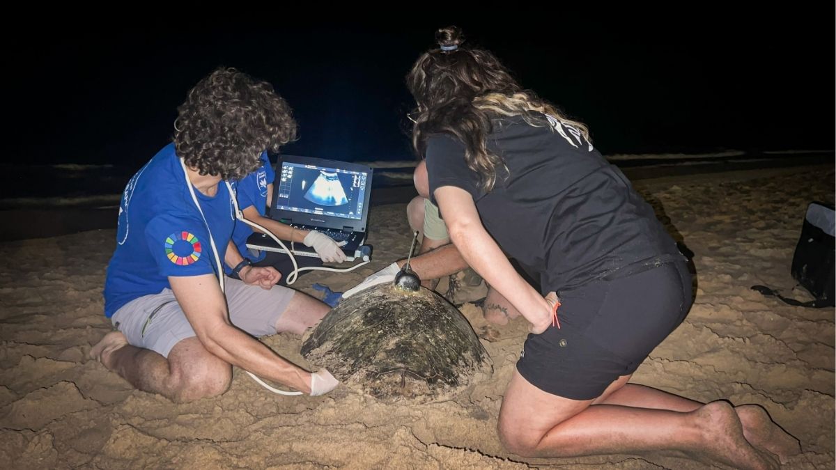 Tercer nido de tortuga boba de la temporada con 79 huevos en Elche, Alicante