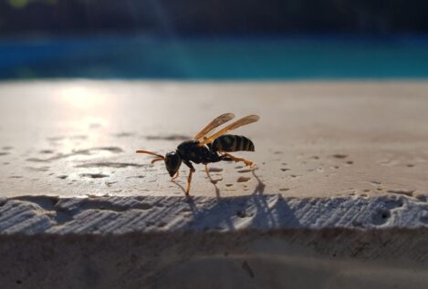 Tres trucos caseros para ahuyentar las avispas de la piscina