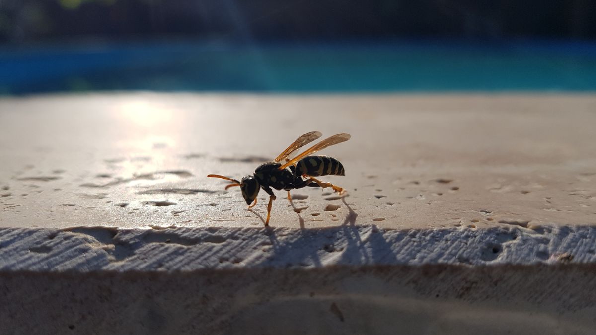 Tres trucos caseros para ahuyentar las avispas de la piscina