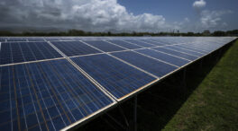 Los agricultores de Jaén exigen paralizar la tala de olivos para construir megaplantas solares