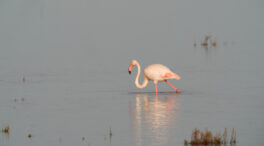 La Unesco valora incluir Doñana en su 'lista negra' ante el deterioro del parque natural