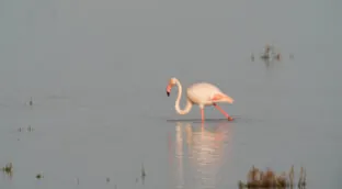 La Unesco valora incluir Doñana en su 'lista negra' ante el deterioro del parque natural