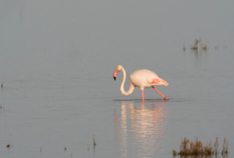 La Unesco valora incluir Doñana en su 'lista negra' ante el deterioro del parque natural