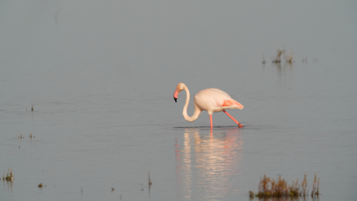 La Unesco valora incluir Doñana en su ‘lista negra’ ante el deterioro del parque natural