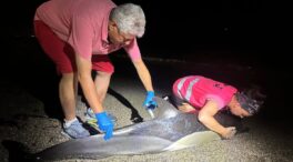 Muere un delfín de casi dos metros en una playa de Almería tras haber varado en tres ocasiones