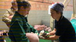 La Universidad de León crea la primera vacuna contra la disentería porcina