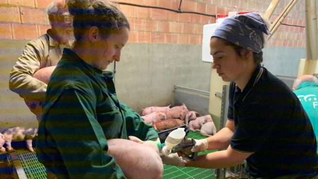 La Universidad de León crea la primera vacuna contra la disentería porcina