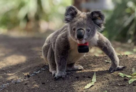 Los koalas solo pasan diez minutos al día en el suelo, pero dos de cada tres mueren ahí