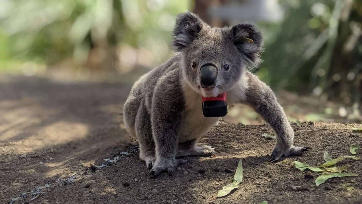 Los koalas solo pasan diez minutos al día en el suelo, pero dos de cada tres mueren ahí