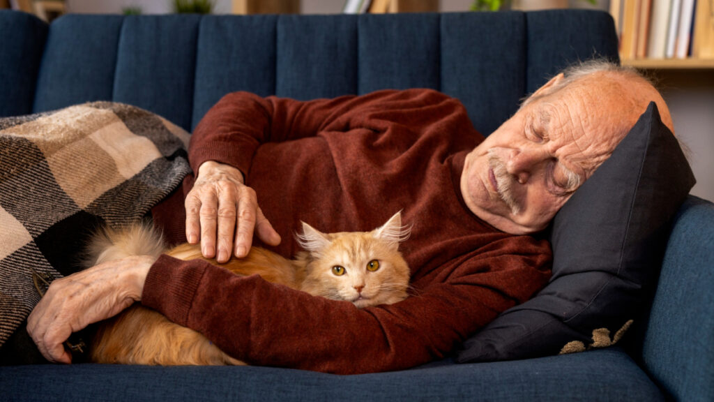 mascotas-demencia-gato-sofa